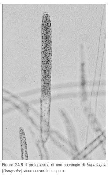 Le mitospore endogene Sporangio con spore mitotiche formate al suo