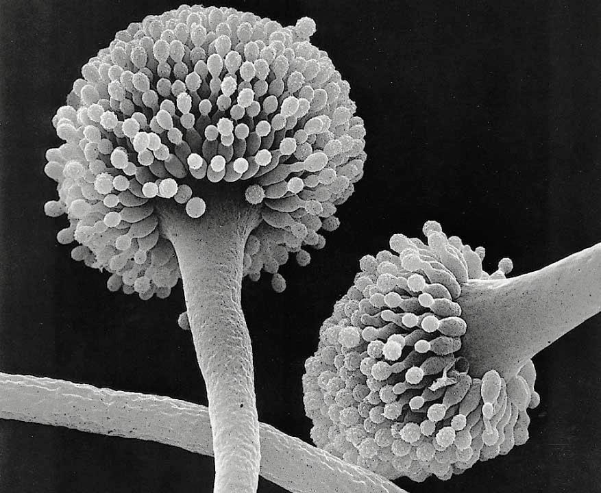 Le mitospore esogene cellule conidiogene Aspergillus conidioforo I conidiofori (ife specializzate) con all estremità file di spore.