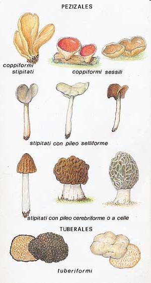 PHYLUM ASCOMYCOTA o ASCOMICETI Il gruppo più numeroso di funghi (più di 40.000 specie!