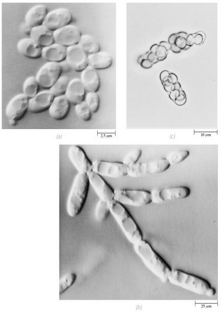 I LIEVITI Presentano unicellulare filamentosa Aschi con otto ascospore organizzazione e, talvolta, Hanno riproduzione asessuale per scissione o gemmazione.