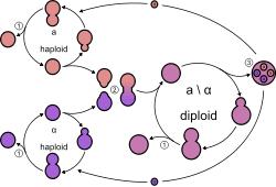 Saccharomyces cerevisiae (lievito di birra): CICLO APLODIPLOBIONTE (meiosi intermedia) ascospora (n) diminuzione di nutrienti ambiente ricco di nutrienti: riprod.