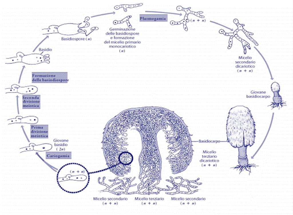 Ciclo vitale dei Basiodiomiceti miceli primari Immagine da: La