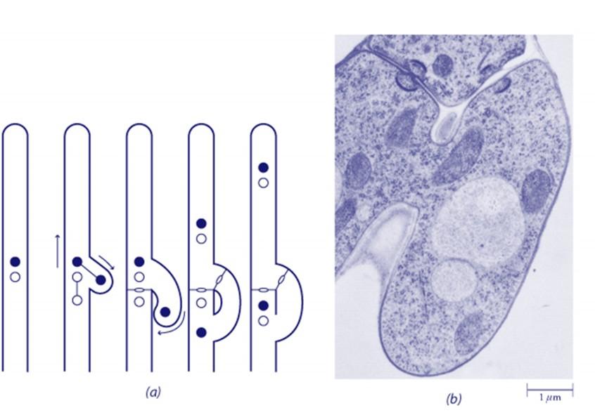 A Connessioni a fibbia: le ife dicariontiche formano connessioni durante la divisione cellulare all apice dell ifa.
