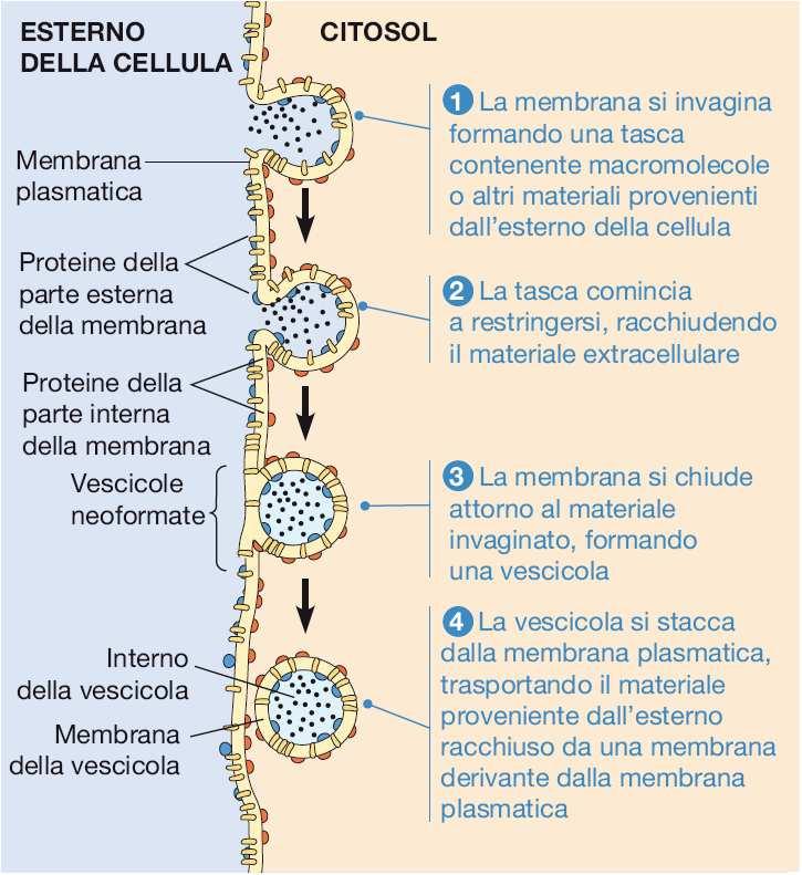 ENDOCITOSI Allo stato stazionario la composizione della membrana plasmatica dipende dall