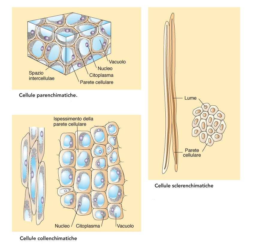 Fotosintesi, accumulo, secrezione. Possiedono la capacità di differenziarsi. Sono vive. Parete sottile primaria con cellulosa ed emicellulosa Funzione di sostegno.