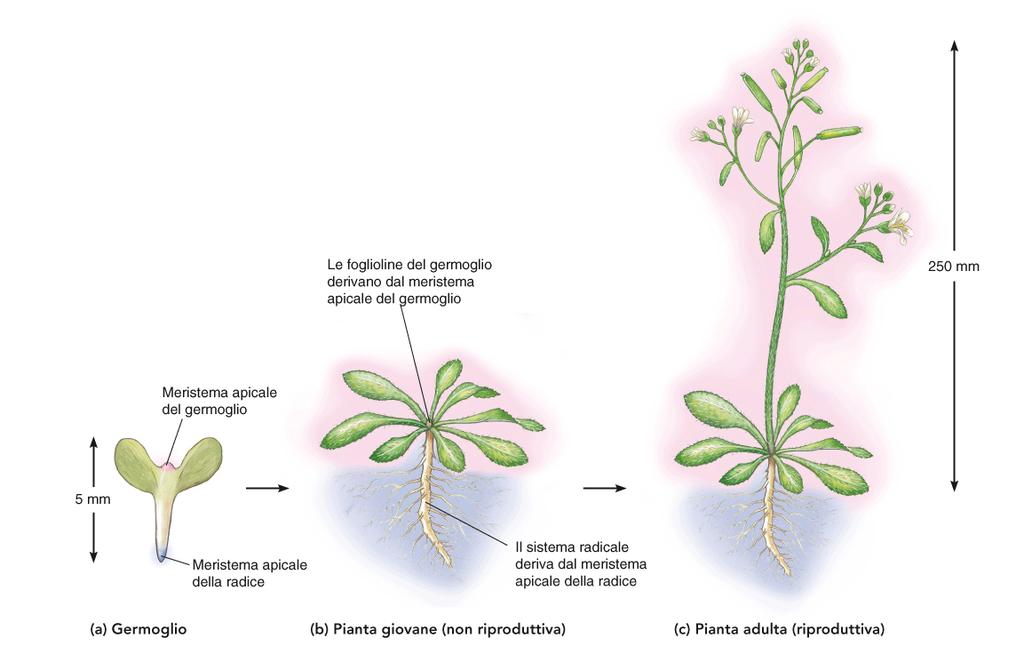 A differenza di un animale, la pianta si accresce solo a livello di aree specifiche dette tessuti meristematici, cellule staminali in grado di dividersi formando nuove cellule di cui una rimane