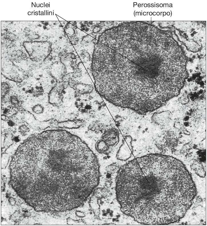 Organuli delimitati da una sola membrana, non derivano dal RE quindi non fanno parte del sistema di endomembrane. Diametro 0,2-2 micron.