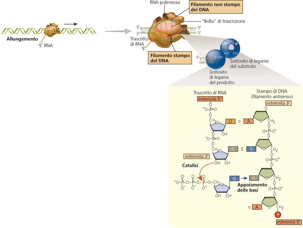 Mentre la bolla di trascrizione procede viene denaturato il DNA a valle e rinaturato il DNA a monte il NTP entra nel sito catalitico della RNA polimerasi e si lega al sottosito di