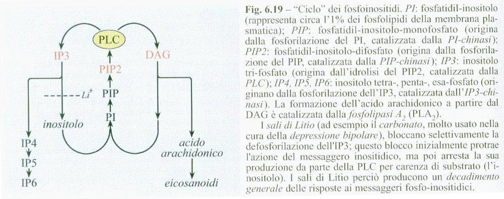 PLA2