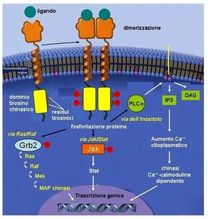 Recettori accoppiati a chinasi Tutti formati da un dominio extracellulare (che lega il ligando) connesso, tramite un dominio transmembrana, al dominio intracellulare.