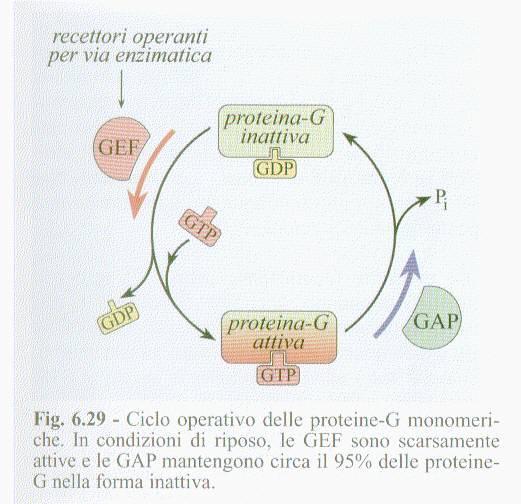 Proteine G monomeriche: Guanyl exchange factor A- membri della famiglia Rab (traffico vescicolare) B- membri della famiglia Rho