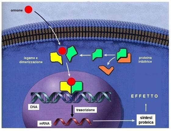 Recettori intracellulari I complessi ligando-recettore modulano la trascrizione genica delle cellule bersaglio.