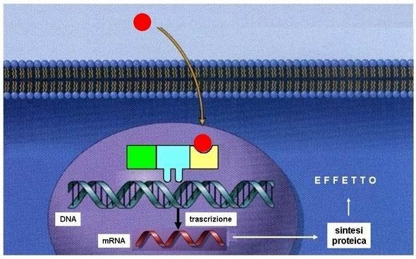 Fanno parte i recettori per gli ormoni steroidei (glucocorticoidi, mineralcorticoidi, progesterone, estrogeni) II) nucleari, costitutivamente