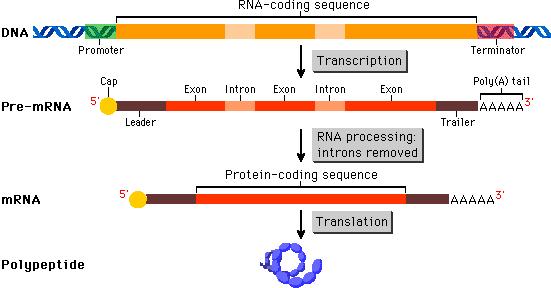 before it is translated into the polypeptide.