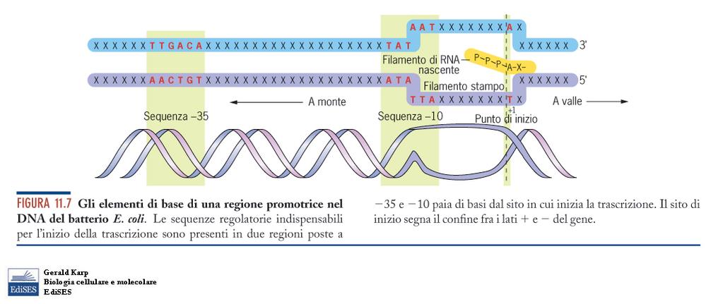 Nei batteri la RNA polimerasi è di un solo tipo ed è formata da varie subunità proteiche Il riconoscimento del promotore è