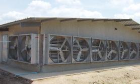 MANUALE BROILER ROSS: Capannone e Ambiente Sistemi di Ventilazione Forzata: Capannone ad Ambiente Controllato La ventilazione forzata o a pressione negativa è il sistema di ventilazione più usato per