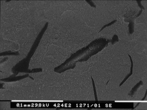 Fig. 8: Ghisa lamellare perlitica. -500mV/SCE per 60 minuti (SEM). Fig.