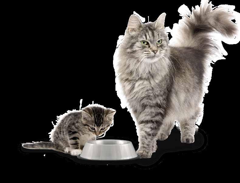 La ricerca ha dimostrato che il sodio fa bene ai gatti affetti da FLUTD Tra i principali fattori responsabili delle FLUTD è dimostrato essere fondamentale la carenza di assunzione di acqua da parte