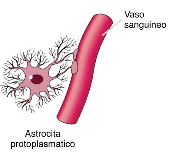 Astrociti Protoplasmatici Cellule a forma stellata Abbondante citoplasma Numerosi prolungamenti ramificati Pedicello Terminazione che prende