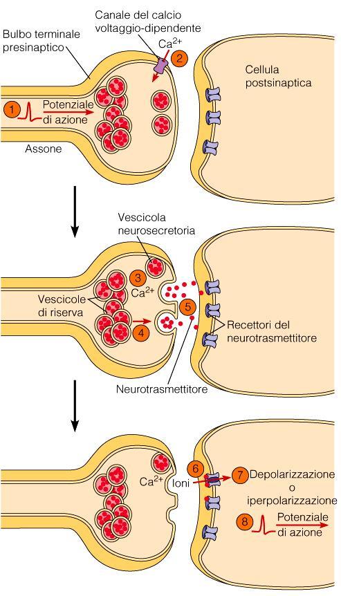 Sinapsi chimica I canali per il Ca 2+ voltaggiodipendenti si aprono ed il Ca 2+ provoca il rilascio dei neuro-trasmettitori nello spazio inter-sinaptico Neurotrasmettitori legano recettori specifici