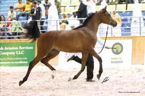 The 10 th Sharjah International Arabian Horse Festival Colts Sultan Al Sadis Psytadel x Galina - 1. pl. Colts1 year old O & B: H.M.