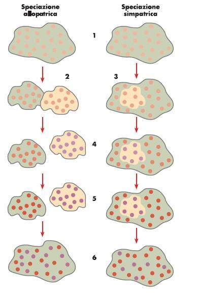 Speciazione allopatrica Eventi geologici Mutamenti climatici Migrazione di una popolazione