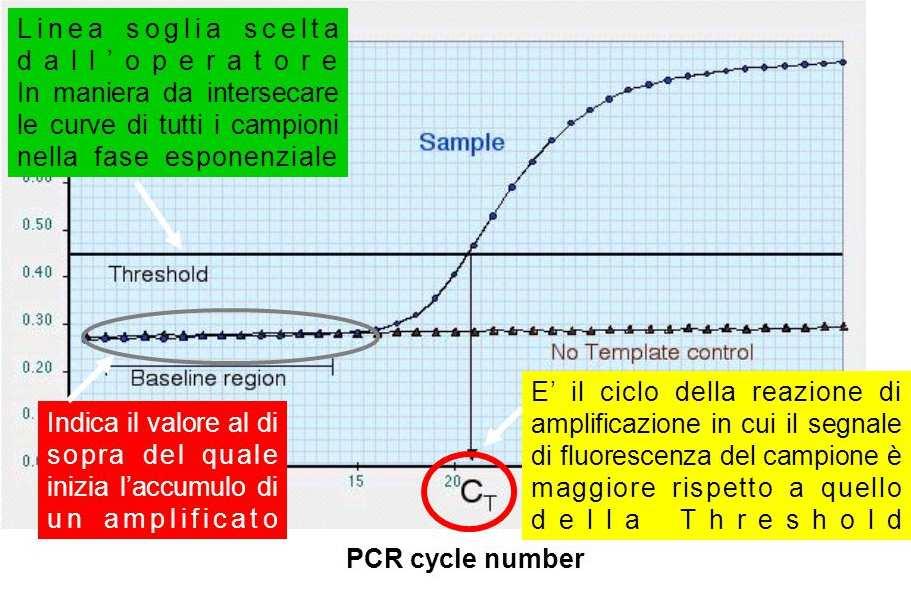 PCR REAL TIME