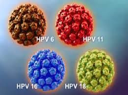 L infezione da HPV è molto frequente nella popolazione: si stima che fino all 80% delle donne sessualmente attive si infetti nel corso della vita, con un picco di prevalenza nelle giovani donne