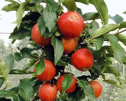 Poca fortuna hanno avuto i portinnesti più deboli di M9 o il carattere colonnare di alcune cultivar di melo.