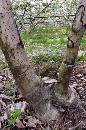 Per formare una parete stretta e bassa gli assi devono partire dal basso, se possibile a 30-50 cm da terra (al massimo 1 m).