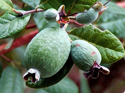 eduli e non); Piante medicinali africane (corteccia); Alghe marine