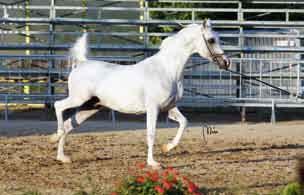 presentato da Franck Sponle e di proprietà di Fontanella Magic Arabians.