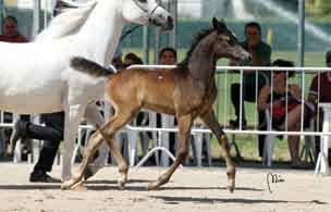 Khaled Bin Laden dall Egitto. Seconda posizione per *SL Pharida (Imperial Pharaj x Capecci and owned by the Rabab Stud of Sh. Khaled Bin Laden (Egypt).