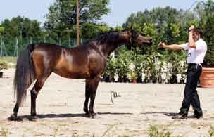 Fillies 3 years old si sono avvicendate a partire da quella delle puledre di un anno, in cui prevale su