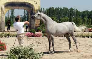 presentata da Paolo Capecci e di proprietà dell Arabian Valley Stud dei fratelli Sanchi.