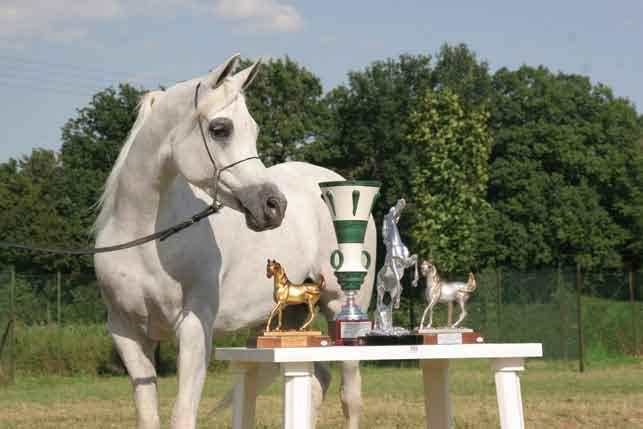 FER MIA Champion Mares Best in Show and Most Beautiful Head Owner: Dubai Arabian Horse Stud (UAE) -