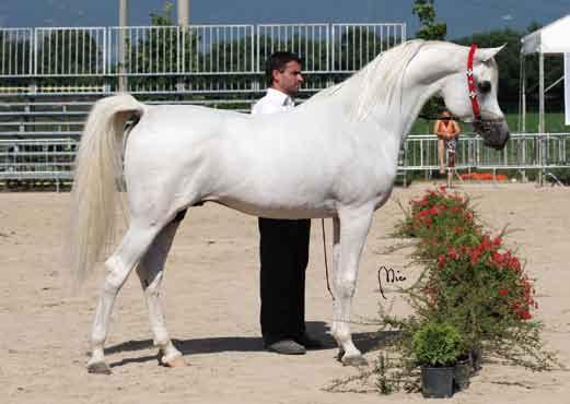 HANNIBAL BY GIOIA Champion Stallions Owner: Arabian Stars (IT) - Breeders: Norcini Claudio (IT) Al