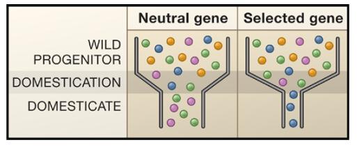 Colli di bottiglia della diversità genetica a livello genico: geni neutrali vs.