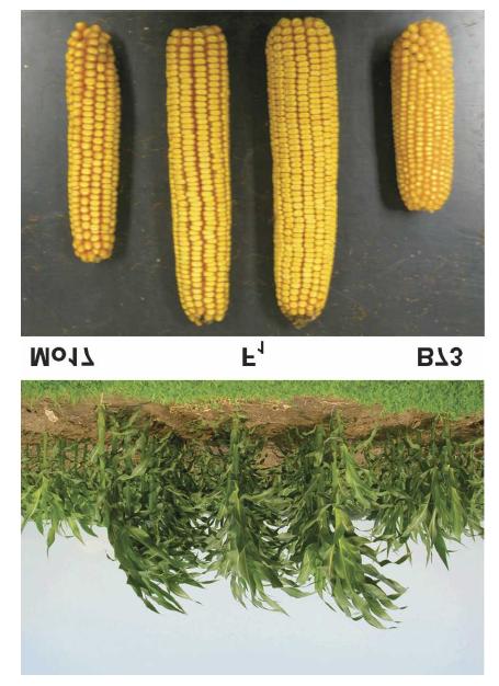 Eterosi nella prima generazione (F1) dell incrocio tra le linee pure di mais Mo17 e B73, come mostrato dalle