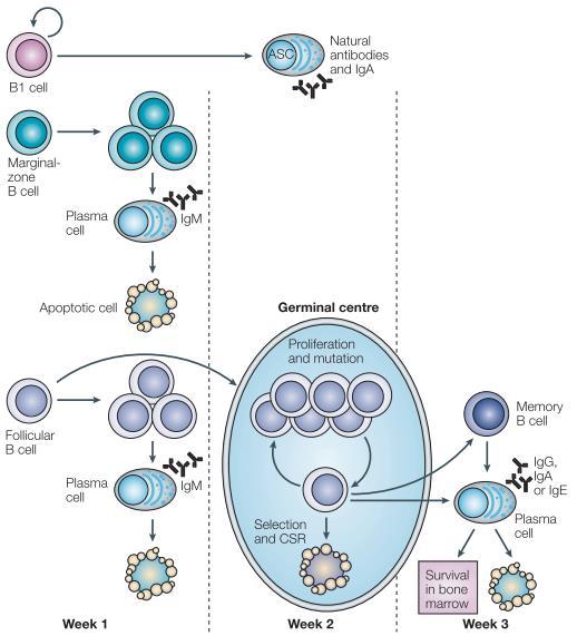 un processo di receptor editing, e nuovamente testate. Qualora risultassero ancora auto-reattive, andrebbero incontro a fenomeni di apoptosi.