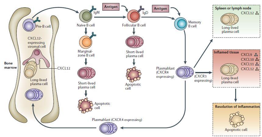 Ciclo vitale delle plasmacellule. Immagine tratta dalla review di Radbruch del 2006 82. 8.1.3.