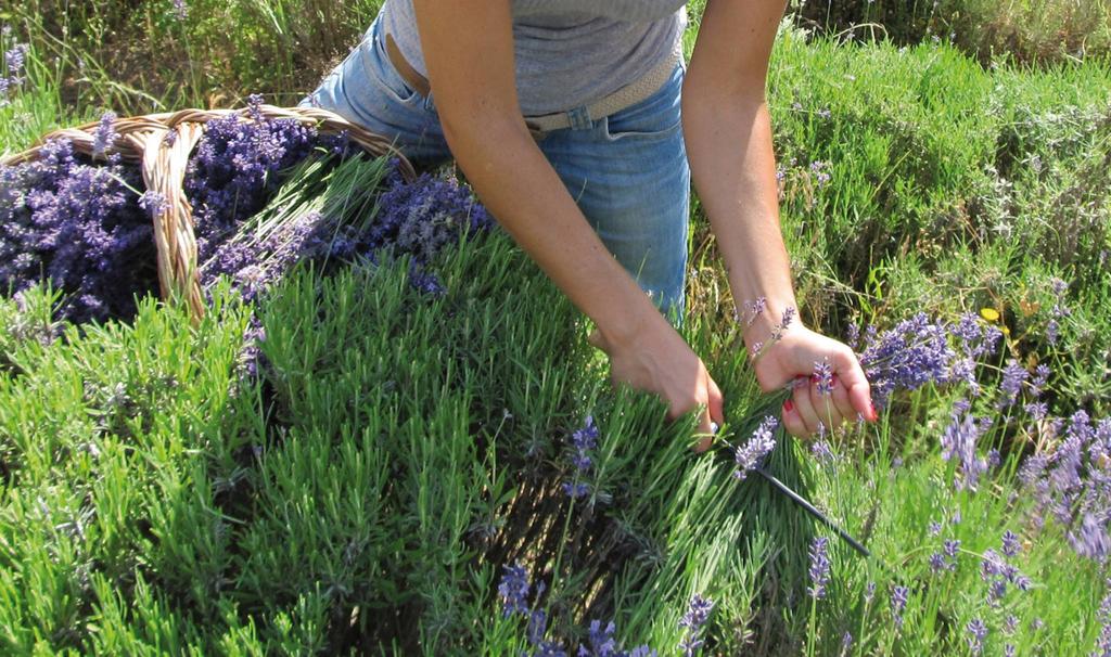 Case Study Il caso Qualiterbe Piccolo produttore di prodotti cosmetici e integratori naturali Raccoglie soprattutto piante spontanee che trasforma in prodotti finiti Produzione etica su tutta la