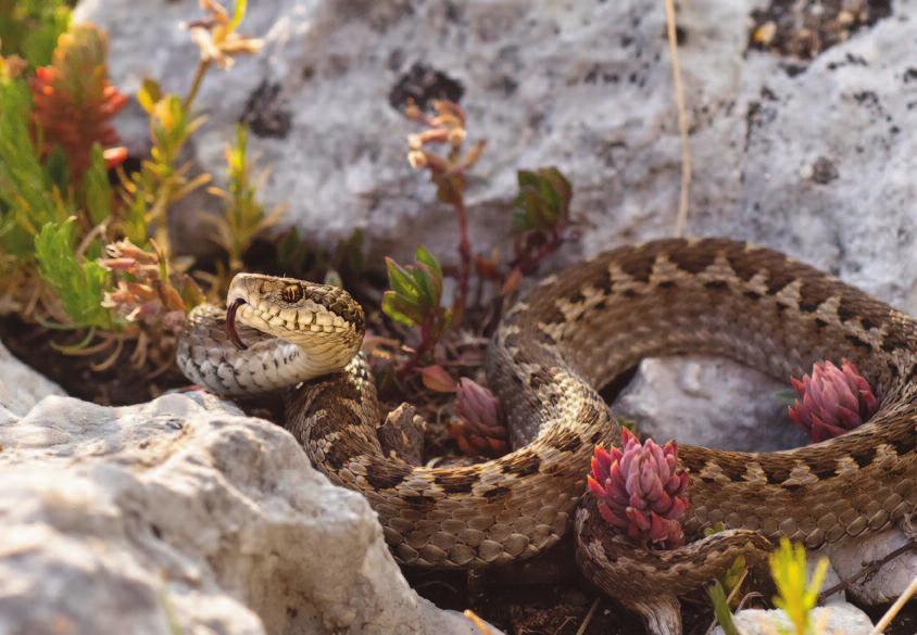 18 Vipera ursinii è un serpente di piccole dimensioni, presente in Italia esclusivamente presso