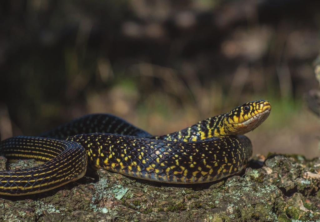 22 Il Biacco Hierophis viridiflavus è un serpente assolutamente innocuo ma