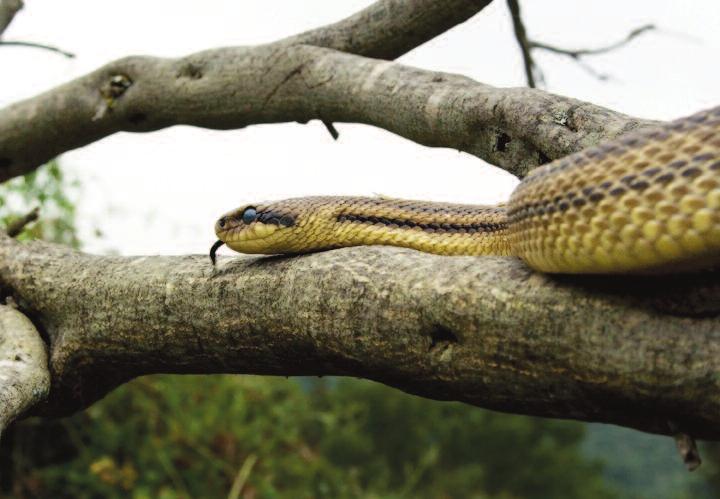 10 Il Cervone (Elaphe quatuorlineata) è un innocuo serpente tra i più grandi della ofidiofauna europea che frequenta ambienti