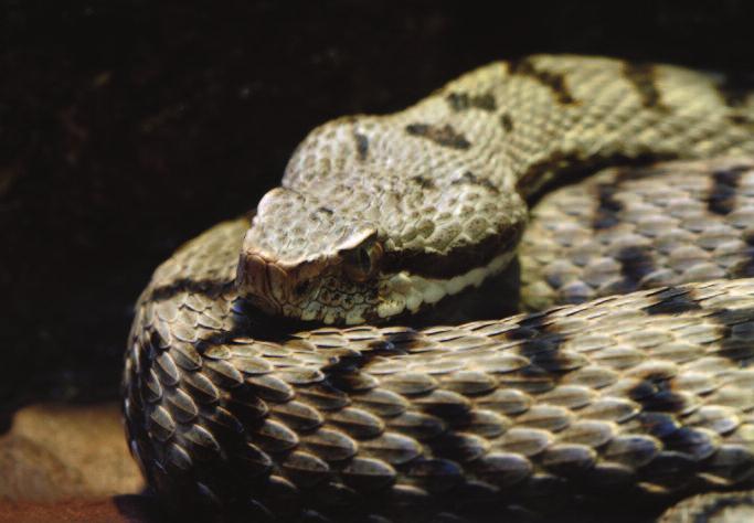 14 Diverse sono le caratteristiche che differenziano Vipera aspis dagli altri serpenti presenti nel Lazio; tra queste vi sono la pupilla ellittica verticale, le piccole e numerose placche