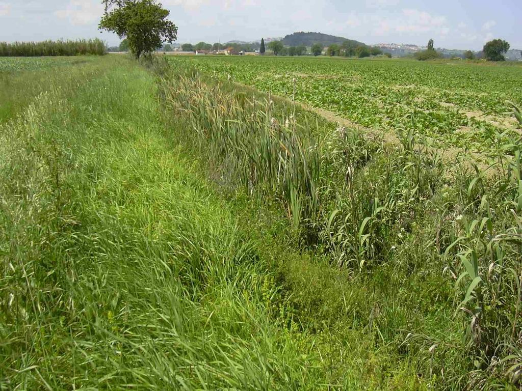 b - Incolto erbaceo nei pressi della linea