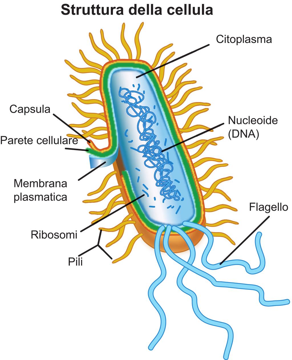 La DISINFEZIONE rappresenta la fase terminale del processo di sanificazione Disinfettare significa portare il principio attivo microbicida in intimo contatto con la cellula microbica in modo che