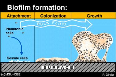 Un principio attivo riesce solo parzialmente a penetrare nel fitto e vischioso strato di polimeri del biofilm e raggiungere la cellula microbica bersaglio La resistenza di un biofilm ad un principio