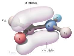 IMIA DEL LEGAME PEPTIDI α1.